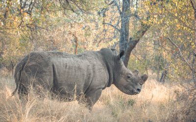 Success Stories in Kruger Region Thanks to GKEPF